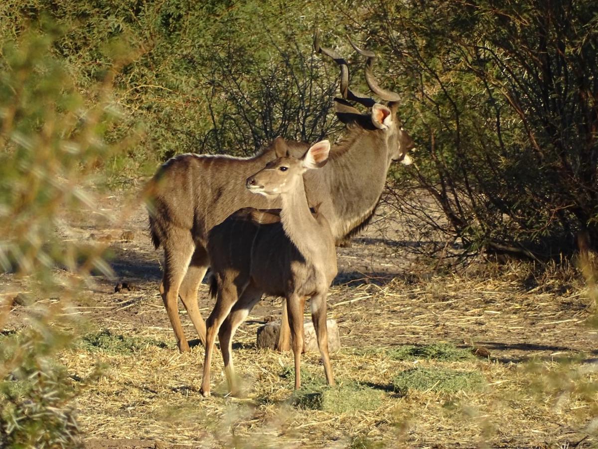Teri-Lemveli Lodge Beaufort West Zewnętrze zdjęcie