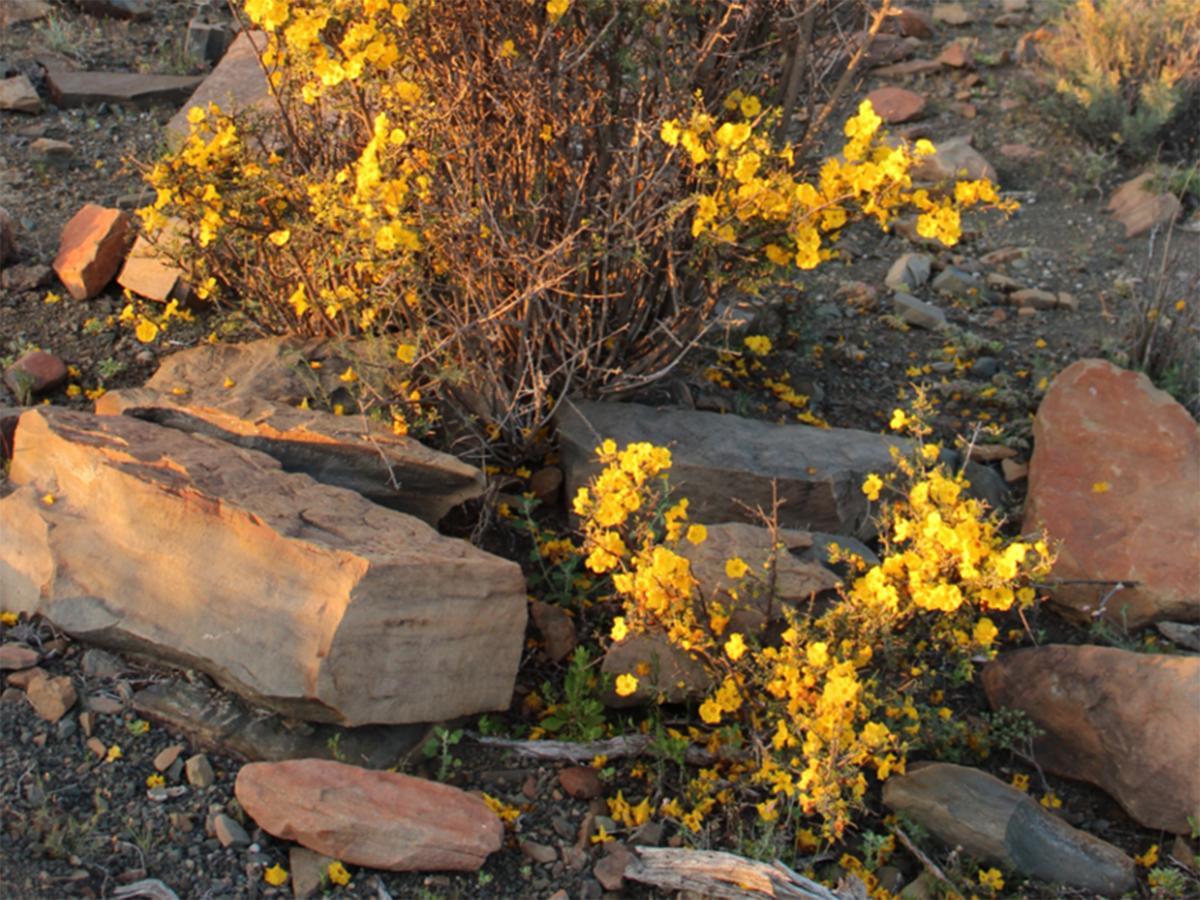 Teri-Lemveli Lodge Beaufort West Zewnętrze zdjęcie